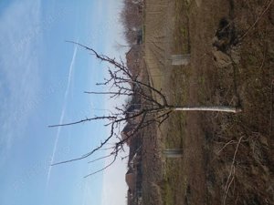 Toaletare pomi fructiferi - imagine 5