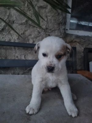 Adoptie catelusi - imagine 2