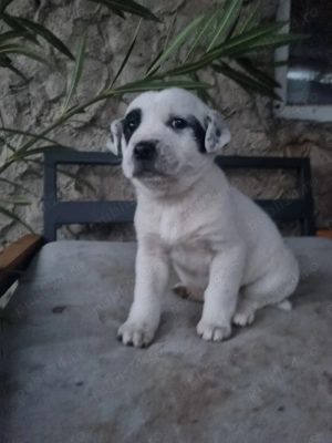 Adoptie catelusi - imagine 3