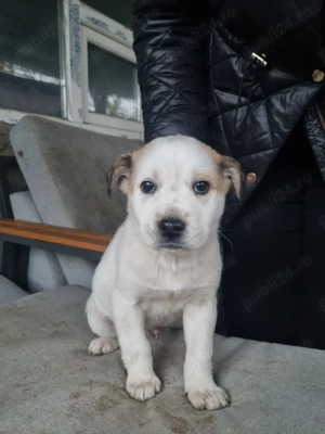 Adoptie catelusi - imagine 5