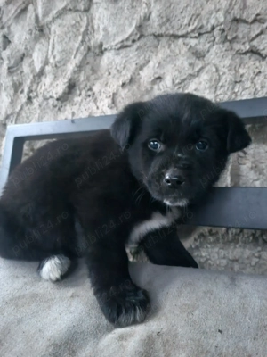 Adoptie catelusi - imagine 4