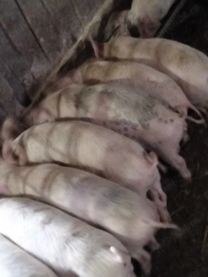 Șoldani de 14 săptămâni 