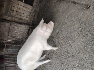 vând doi porci cam la 170 de kile fiecare, pret negociabil 