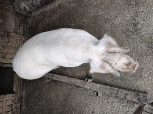 vând doi porci cam la 170 de kile fiecare, pret negociabil  - imagine 2