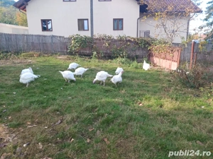 Vând curci crescute în libertate hrănite cu porumb