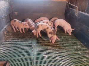 Vând purcei pietrean 