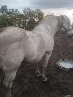 cal de vânzare  - imagine 2