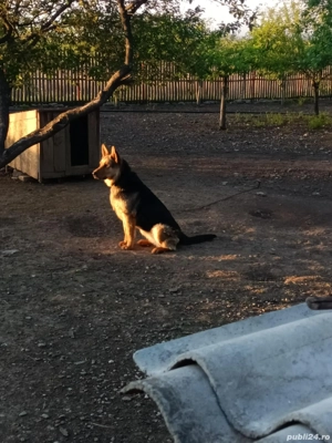 Vand Femela de Ciobănesc German