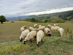 Oi și capre de vanzare
