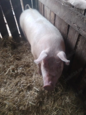 Purcea de vanzare  - imagine 2