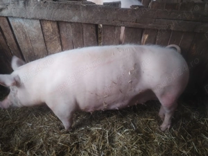 Purcea de vanzare  - imagine 3