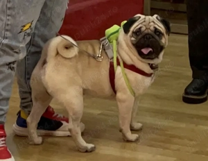 Mops 1 an și 7 luni