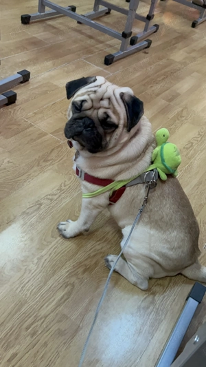 Mops 1 an și 7 luni - imagine 3