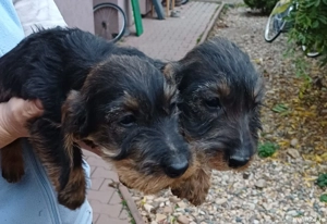 vind căței rasa teckel sirmos