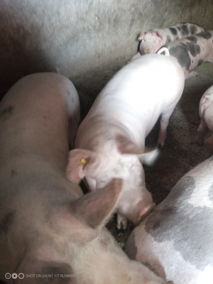 vand porci  - imagine 3