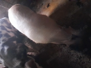 Vând proc de aproximativ 150 kg  - imagine 3