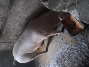 Vând proc de aproximativ 150 kg  - imagine 2