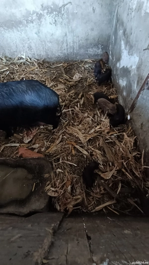 Vietnameza cu 10 purcei - imagine 2