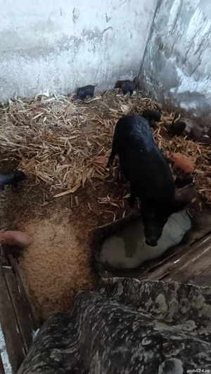 Vietnameza cu 10 purcei - imagine 3