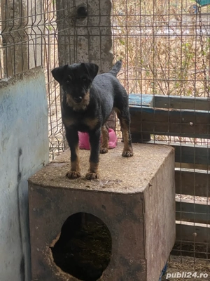 Femelă Jagd Terrier jagdterrier