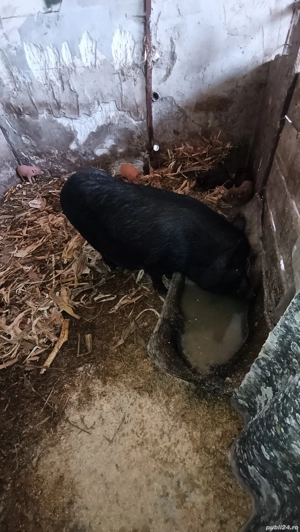 Vietnameza cu 10 purcei - imagine 5