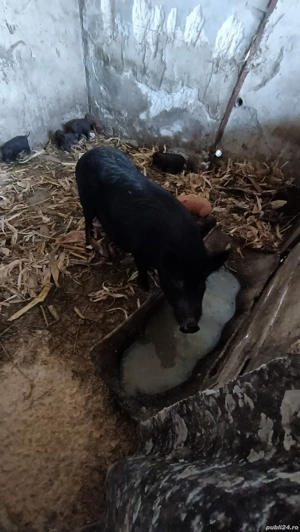 Vietnameza cu 10 purcei - imagine 4