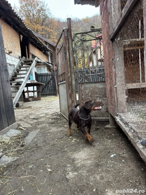 Femelă Jagd terrier jagdterrier cu Pedigree