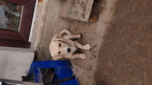 Cățeluși talie mică.  - imagine 4