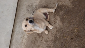 Cățeluși talie mică.  - imagine 5