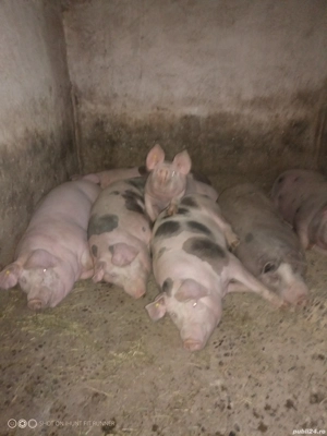 vand porci  - imagine 4