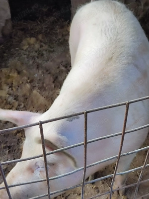 Porc de vînzare 