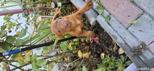 Cateluse Vizsla