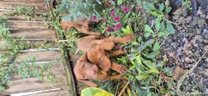 Cateluse Vizsla - imagine 4