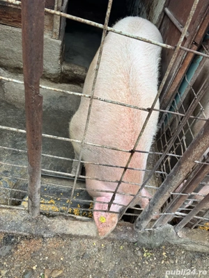 Porci de vanzare - imagine 3