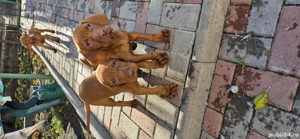 Cateluse Vizsla - imagine 2