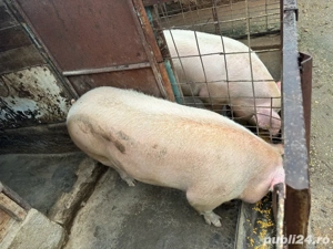 Porci de vanzare - imagine 2