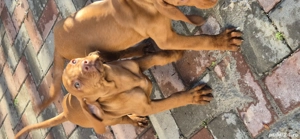 Cateluse Vizsla - imagine 3