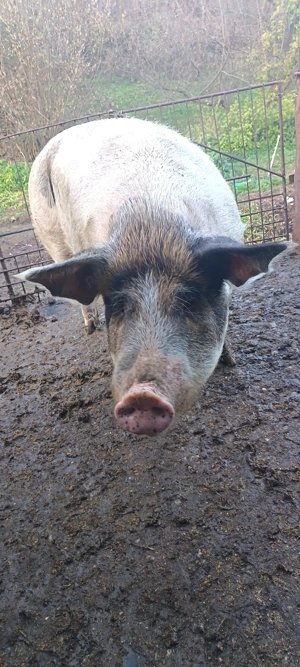 Vind porc  - imagine 2