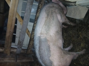 Porci de crăciun  - imagine 2