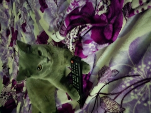 Vând pisici de rasa  British & Scotish foold - imagine 2