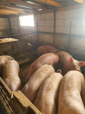 Porci de vanzare intre 50   250 kg