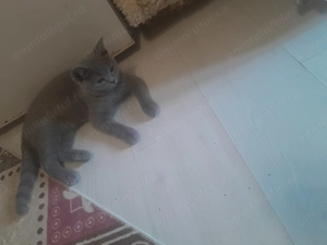 Vând pisici de rasa  British & Scotish foold - imagine 3