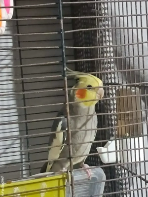 ninfa baiat schimb ninfa fata 