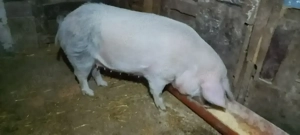 Scroafă de sacrificat  - imagine 2