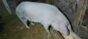 Scroafă de sacrificat  - imagine 3