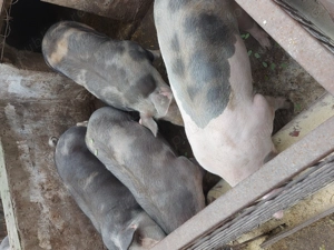 Porc de carne de vanzare.