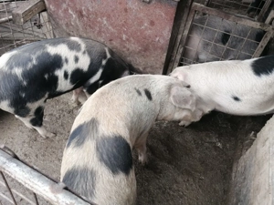 Porci de vanzare crescuți natural 