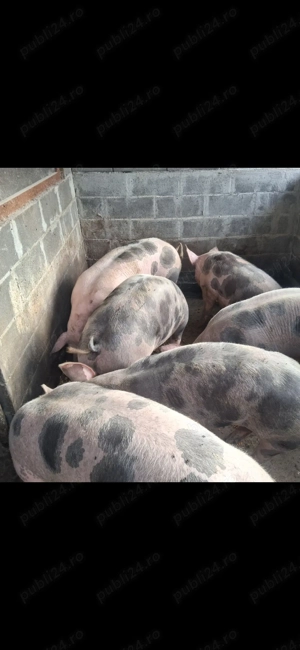 Vand porci de craciun 