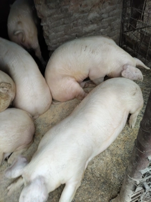 Vând porci - imagine 2