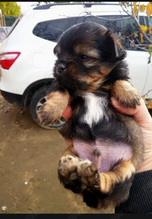 Pechinez , Deparazitați    dețin părinții 